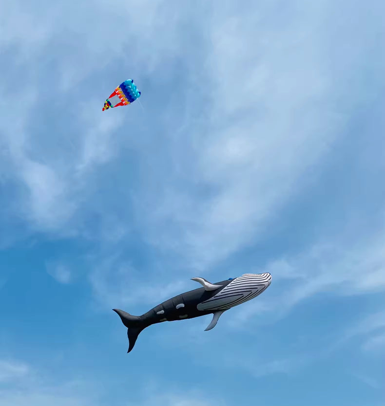 whale 20m