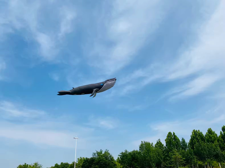 whale 20m