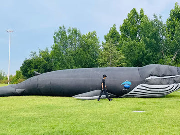 whale 20m