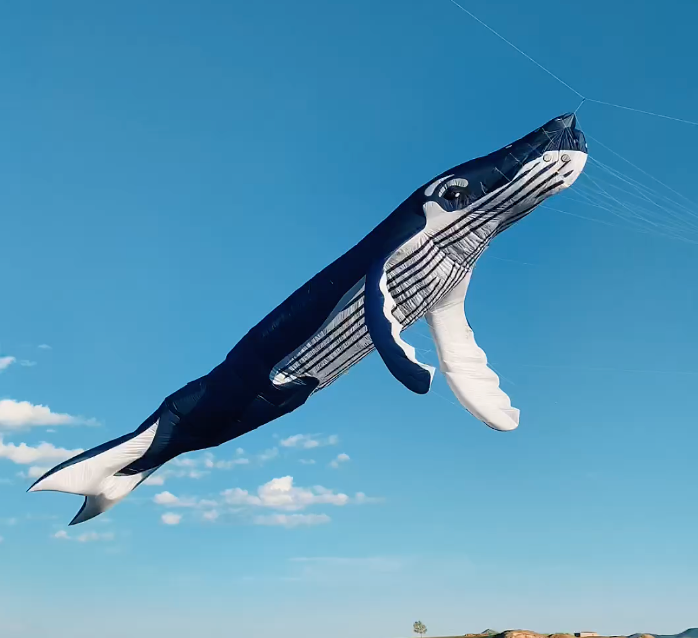 humpback whale 16m