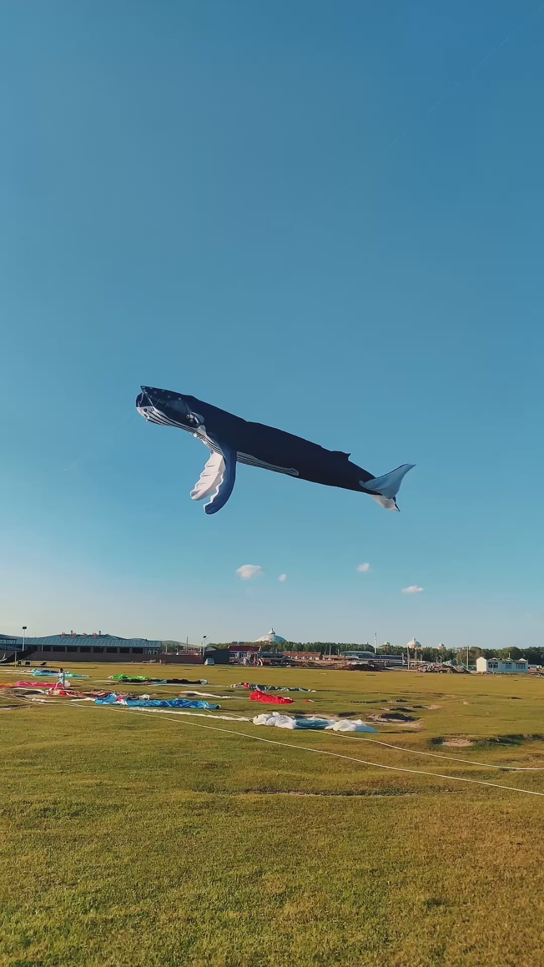 humpback whale 16m