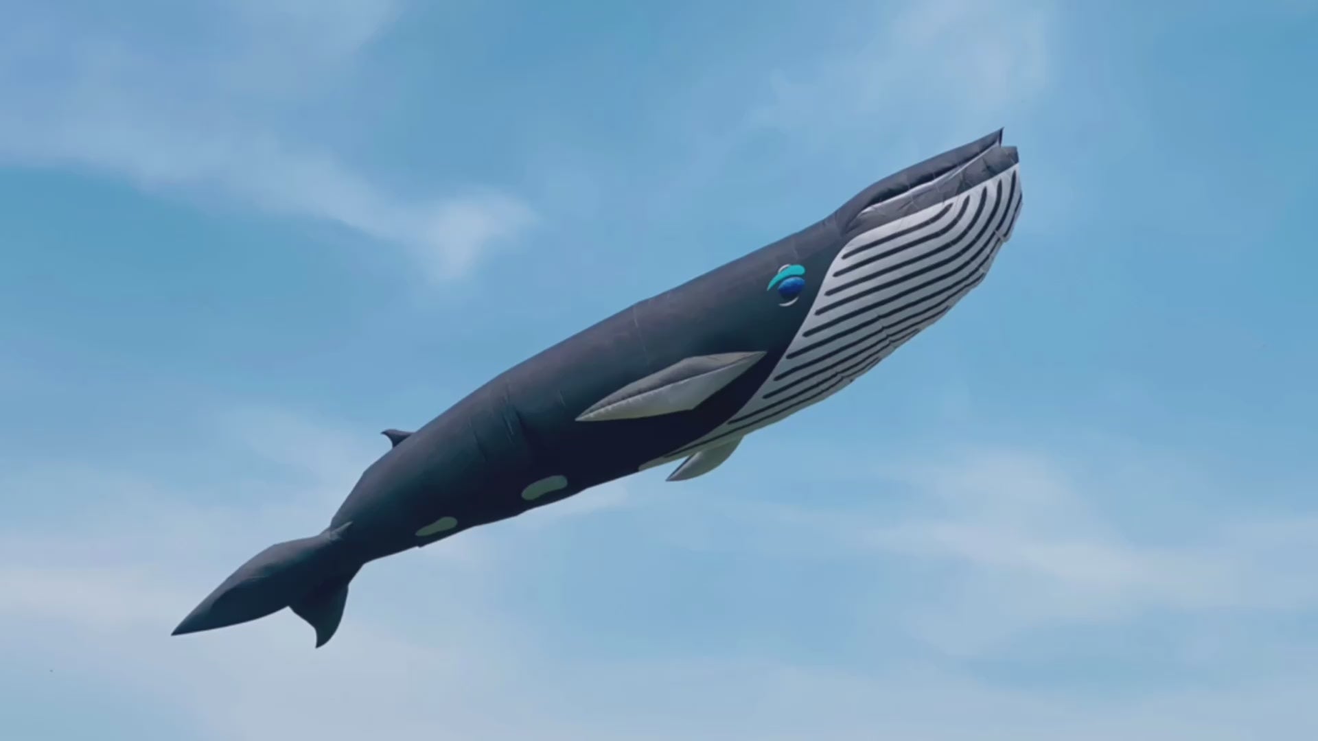 whale 20m